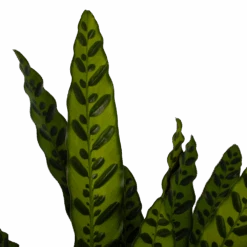 Calathea Insigne - Livingplant - P21 H60 - Kamerplant -Flamingo Verkoop calathea insigne livingplant p21 h60 3