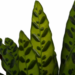 Calathea Insigne - Livingplant - P21 H60 - Kamerplant -Flamingo Verkoop calathea insigne livingplant p21 h60 4