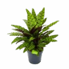 Calathea Insigne - Livingplant - P27 H80 - Kamerplant -Flamingo Verkoop calathea insigne livingplant p27 h80 1 3