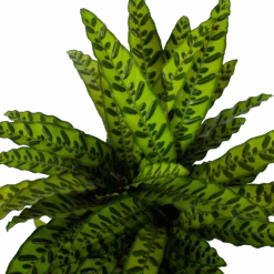 Calathea Insigne - Livingplant - P27 H80 - Kamerplant -Flamingo Verkoop calathea insigne livingplant p27 h80 5 3