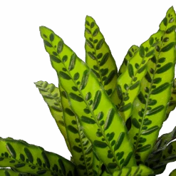 Calathea Insigne - Livingplant - P27 H80 - Kamerplant -Flamingo Verkoop calathea insigne livingplant p27 h80 6 3