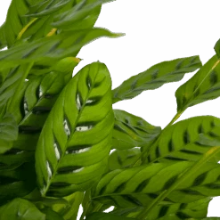 Calathea Leopardina - Schaduwplant - P27 H90 - Kamerplant 7 Calathea Leopardina - Schaduwplant - P27 H90 - Kamerplant -Flamingo Verkoop calathea leopardina schaduwplant p27 h90 kamerplant 3