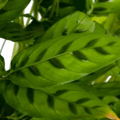 Calathea Leopardina - Schaduwplant - P27 H90 - Kamerplant 8 Calathea Leopardina - Schaduwplant - P27 H90 - Kamerplant -Flamingo Verkoop calathea leopardina schaduwplant p27 h90 kamerplant 4