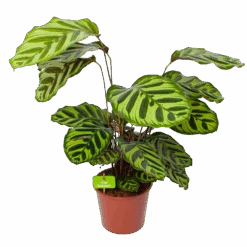 Calathea Makoyana - Pauwenplant - P17 H65 - Kamerplant