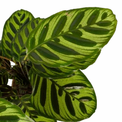 Calathea Makoyana - Pauwenplant - P17 H65 - Kamerplant -Flamingo Verkoop calathea makoyana pauwenplant p17 h65 6 2