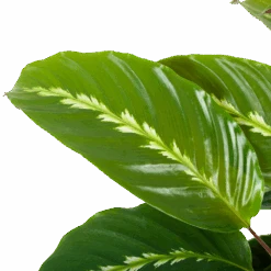 Calathea Maui Queen - Livingplant - P17 H70 - Kamerplant -Flamingo Verkoop calathea maui queen livingplant p17 h70 5