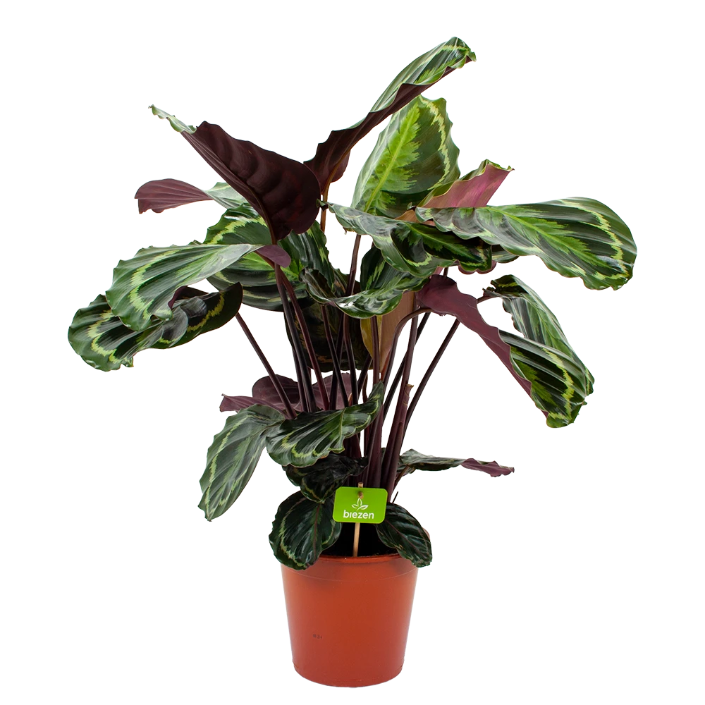Calathea Medaillon - Schaduwplant - P19 H75 - Kamerplant 3 Calathea Medaillon - Schaduwplant - P19 H75 - Kamerplant