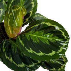 Calathea Medaillon - Schaduwplant - P19 H75 - Kamerplant 6 Calathea Medaillon - Schaduwplant - P19 H75 - Kamerplant -Flamingo Verkoop calathea medaillon schaduwplant p19 h75 5