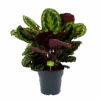Calathea Medaillon - Schaduwplant - P27 H90 - Kamerplant 2 Calathea Medaillon - Schaduwplant - P27 H90 - Kamerplant -Flamingo Verkoop calathea medaillon schaduwplant p27 h90 1 1