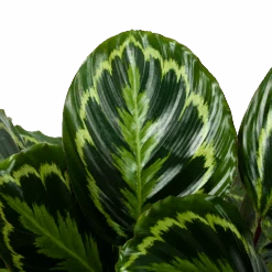 Calathea Medaillon - Schaduwplant - P32 H80 - Kamerplant 7 Calathea Medaillon - Schaduwplant - P32 H80 - Kamerplant -Flamingo Verkoop calathea medaillon schaduwplant p32cm h80cm 5