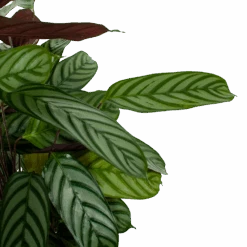 Calathea Oppenheimiana - Pauwenplant - P21 H105 - Kamerplant -Flamingo Verkoop calathea oppenheimiana pauwenplant p21 h105 5 1