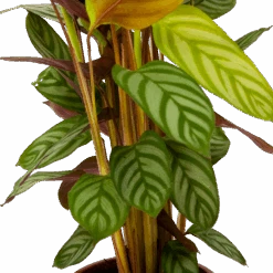 Calathea Oppenheimiana - Schaduwplant - P17 H65 - Kamerplant 8 Calathea Oppenheimiana - Schaduwplant - P17 H65 - Kamerplant -Flamingo Verkoop calathea oppenheimiana schaduwplant p17 h65 6