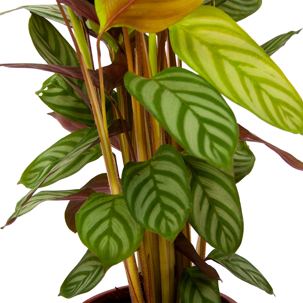 Calathea Oppenheimiana - Schaduwplant - P17 H65 - Kamerplant 5 Calathea Oppenheimiana - Schaduwplant - P17 H65 - Kamerplant - Afbeelding 3