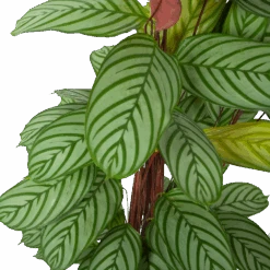 Calathea Oppenheimiana - Schaduwplant - P27 H130 - Kamerplant 7 Calathea Oppenheimiana - Schaduwplant - P27 H130 - Kamerplant -Flamingo Verkoop calathea oppenheimiana schaduwplant p27 h130 5