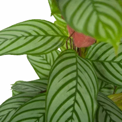 Calathea Oppenheimiana - Schaduwplant - P27 H130 - Kamerplant 8 Calathea Oppenheimiana - Schaduwplant - P27 H130 - Kamerplant -Flamingo Verkoop calathea oppenheimiana schaduwplant p27 h130 6