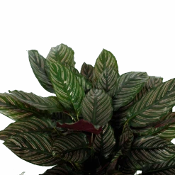 Calathea Ornata - Livingplant - P27 H80 - Kamerplant 7 Calathea Ornata - Livingplant - P27 H80 - Kamerplant -Flamingo Verkoop calathea ornata livingplant p27 h80 5 3