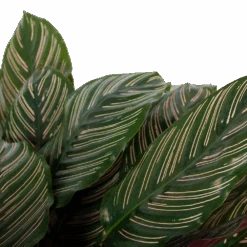 Calathea Ornata - Livingplant - P27 H80 - Kamerplant 8 Calathea Ornata - Livingplant - P27 H80 - Kamerplant -Flamingo Verkoop calathea ornata livingplant p27 h80 6 3