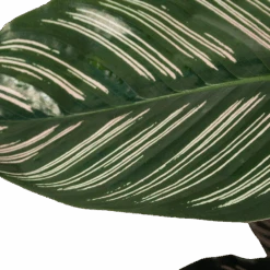 Calathea Ornata - Livingplant - Schaduwplant - P19 H75 - Kamerplant -Flamingo Verkoop calathea ornata livingplant schaduwplant p19 h75 6 1
