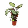 Calathea Picturata - Livingplant - P17 H65 - Kamerplant -Flamingo Verkoop calathea picturata livingplant p17 h65 1