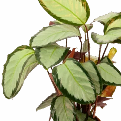 Calathea Picturata - Livingplant - P17 H65 - Kamerplant -Flamingo Verkoop calathea picturata livingplant p17 h65 6