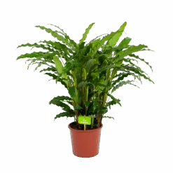 Calathea Rufibarba Bluegrass - Pauwenplant - P17 H65 - Kamerplant -Flamingo Verkoop calathea rufibarba bluegrass pauwenplant p17 h65 4