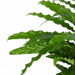 Calathea Rufibarba Bluegrass - Pauwenplant - P17 H65 - Kamerplant -Flamingo Verkoop calathea rufibarba bluegrass pauwenplant p17 h65 5