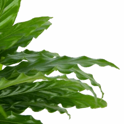 Calathea Rufibarba Bluegrass - Pauwenplant - P17 H65 - Kamerplant -Flamingo Verkoop calathea rufibarba bluegrass pauwenplant p17 h65 6