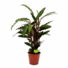 Calathea Rufibarba Wavestar - Pauwenplant - P19 H75 - Kamerplant -Flamingo Verkoop calathea rufibarba wavestar pauwenplant p19 h75 4