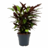 Calathea Rufibarba Wavestar - Pauwenplant - P27 H90 - Kamerplant -Flamingo Verkoop calathea rufibarba wavestar pauwenplant p27 h90 1 1