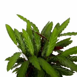 Calathea Rufibarba Wavestar - Pauwenplant - P27 H90 - Kamerplant -Flamingo Verkoop calathea rufibarba wavestar pauwenplant p27 h90 5 1