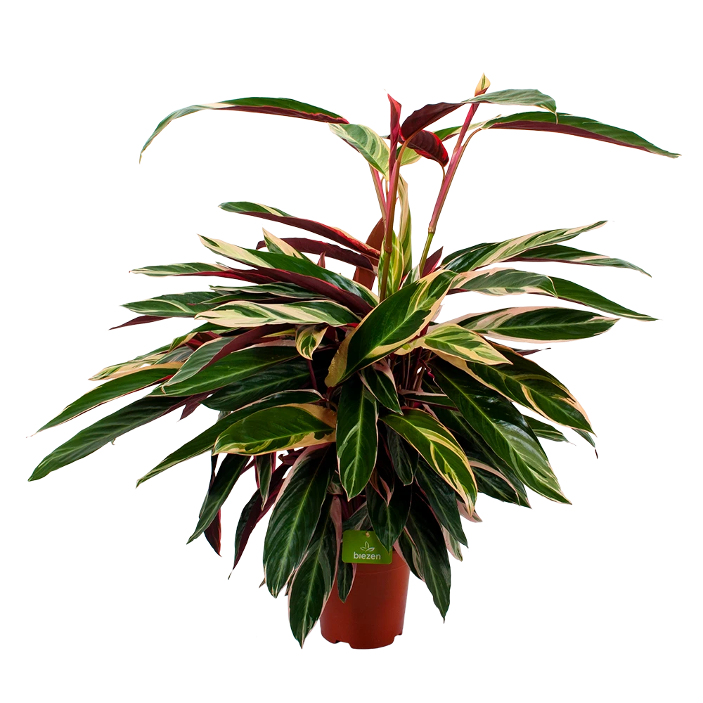 Calathea Stromante Triostar - Schaduwplant - P21 H105 - Kamerplant 3 Calathea Stromante Triostar - Schaduwplant - P21 H105 - Kamerplant