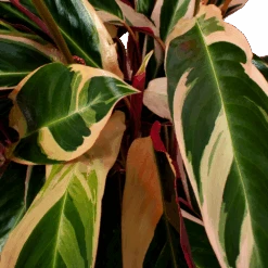 Calathea Stromante Triostar - Schaduwplant - P21 H105 - Kamerplant 6 Calathea Stromante Triostar - Schaduwplant - P21 H105 - Kamerplant -Flamingo Verkoop calathea stromante triostar schaduwplant p21 h105 5