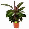 Calathea Warcewiczii - Livingplant - P19 H75 - Kamerplant -Flamingo Verkoop calathea warcewiczii livingplant p19 h75 1 1