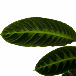 Calathea Warcewiczii - Livingplant - P19 H75 - Kamerplant -Flamingo Verkoop calathea warcewiczii livingplant p19 h75 6