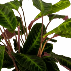 Calathea Warcewiczii - Livingplant - P21 H75 - Kamerplant 7 Calathea Warcewiczii - Livingplant - P21 H75 - Kamerplant -Flamingo Verkoop calathea warcewiczii livingplant p21 h75 5 1