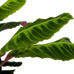 Calathea Warcewiczii - Livingplant - P21 H75 - Kamerplant 8 Calathea Warcewiczii - Livingplant - P21 H75 - Kamerplant -Flamingo Verkoop calathea warcewiczii livingplant p21 h75 6 1