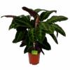 Calathea Warcewiczii - Livingplant - P21 H90 - Kamerplant -Flamingo Verkoop calathea warcewiczii livingplant p21 h90 1