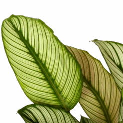 Calathea Whitestar - Schaduwplant - P19 H75 - Kamerplant -Flamingo Verkoop calathea whitestar schaduwplant p19 h75 5 1