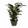 Calathea Whitestar - Schaduwplant - P32 H80 - Kamerplant -Flamingo Verkoop calathea whitestar schaduwplant p32 h80 1