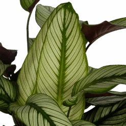 Calathea Whitestar - Schaduwplant - P32 H80 - Kamerplant -Flamingo Verkoop calathea whitestar schaduwplant p32 h80 5