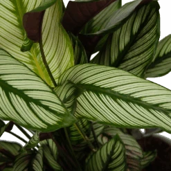 Calathea Whitestar - Schaduwplant - P32 H80 - Kamerplant -Flamingo Verkoop calathea whitestar schaduwplant p32 h80 6