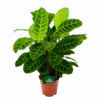 Calathea Zebrina - Livingplant - P19 H80 - Kamerplant -Flamingo Verkoop calathea zebrina livingplant p19 h65 1 2