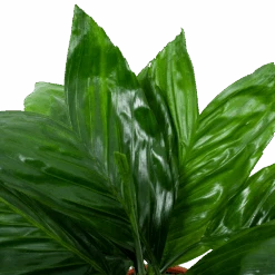 Chamaedorea Metallica Bergpalm - P17 H50 - Kamerplant -Flamingo Verkoop chamaedorea metallica bergpalm p17cm h50cm 6