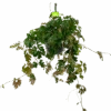 Cissus Rhombifolia - Kamerwijnstok - In Hangpot - P20 H40 - Kamerplant -Flamingo Verkoop cissus rhombifolia kamerwijnstok hangpot p20 4
