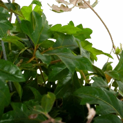 Cissus Rhombifolia - Kamerwijnstok - In Hangpot - P20 H40 - Kamerplant -Flamingo Verkoop cissus rhombifolia kamerwijnstok hangpot p20 5