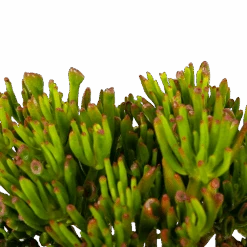 Crassula Ovata Gollum - P23 H50 - Kamerplant 6 Crassula Ovata Gollum - P23 H50 - Kamerplant -Flamingo Verkoop crassula ovata gollum p23 h50 5 1