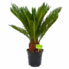Cycas Revoluta - Vredespalm - P17 H60 - Kamerplant 1 Cycas Revoluta - Vredespalm - P17 H60 - Kamerplant -Flamingo Verkoop cycas revoluta vredespalm p17 h60 4