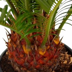 Cycas Revoluta - Vredespalm - P17 H60 - Kamerplant -Flamingo Verkoop cycas revoluta vredespalm p17 h60 5