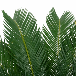 Cycas Revoluta - Vredespalm - P24 H85 - Kamerplant 6 Cycas Revoluta - Vredespalm - P24 H85 - Kamerplant -Flamingo Verkoop cycas revoluta vredespalm p24cm h85cm 5