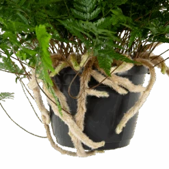 Davallia Teyermannii - In Hangpot - P17 H30 - Kamerplant -Flamingo Verkoop davallia teyermannii in hangpot p17 h30 5